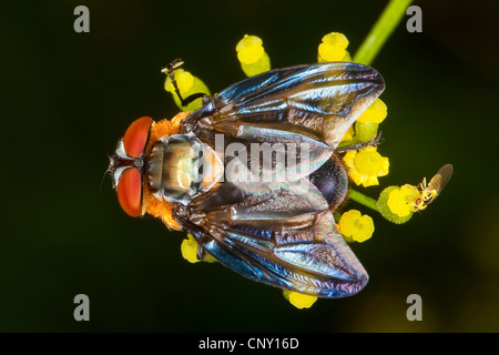 Tachinid, mouche parasite (Phasia hemiptera Alophora hemiptera,), sur des fleurs jaunes, Allemagne Banque D'Images