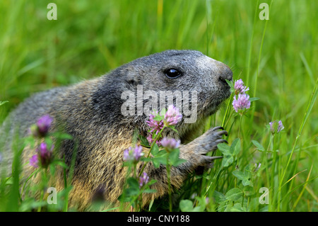 Marmotte des Alpes (Marmota marmota), reniflant à clover, Germany Banque D'Images
