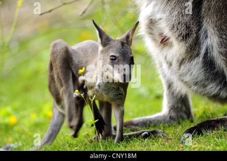 Red-necked wallaby Bennetts, Macropus rufogriseus Wallaby (Wallabia rufogrisea), pup, avec la mère dans un pré Banque D'Images