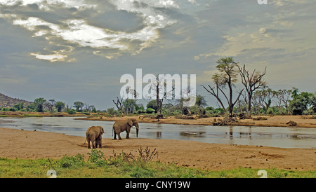 L'éléphant africain (Loxodonta africana), deux animaux d'Ewaso Ngiro la visite, le plus grand fleuve du pays, afin de boire, Kenya, Samburu National Reserve Banque D'Images