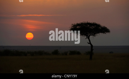 Le lever du soleil sur la savane, Kenya, Masai Mara, Serengeti National Park, Maasai Mara Banque D'Images