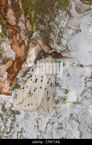 Hyponomeute du pommier blanc (Spilosoma lubricipeda Spilosoma menthastri,), camouflé, Allemagne Banque D'Images