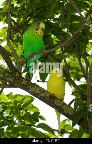 Perruche ondulée, perruche, perruche (Melopsittacus undulatus), assis sur une branche Banque D'Images