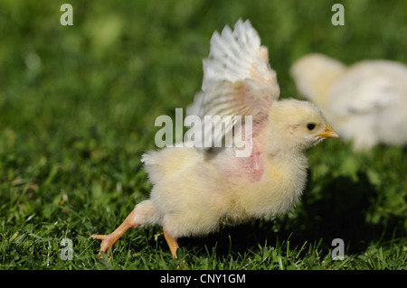 Les oiseaux domestiques (Gallus gallus f. domestica), blanc poussin dans un pré, les ailes battantes, Germany Banque D'Images