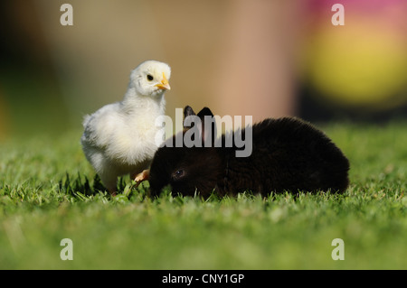 Les oiseaux domestiques (Gallus gallus f. domestica), blanc poussin avec bunny noir dans un pré, Allemagne Banque D'Images