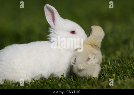 Les oiseaux domestiques (Gallus gallus f. domestica), blanc poussin avec bunny blanc dans un pré, Allemagne Banque D'Images