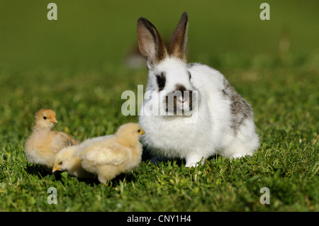 Lapin domestique (Oryctolagus cuniculus f. domestica), les poussins avec bunny dans un pré, Allemagne Banque D'Images