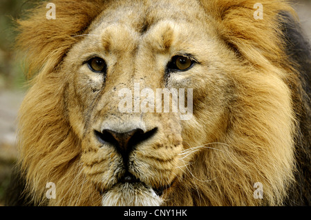 Lion d'Asie (Panthera leo persica), homme Banque D'Images