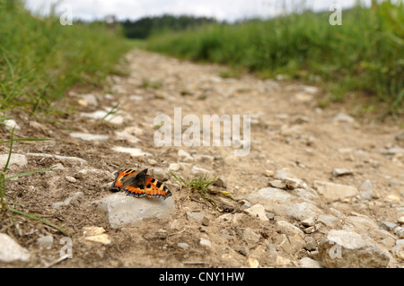 Petite écaille (Aglais urticae), assis sur un chemin, Allemagne Banque D'Images