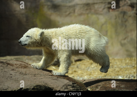 L'ours polaire (Ursus maritimus), pup jumping Banque D'Images