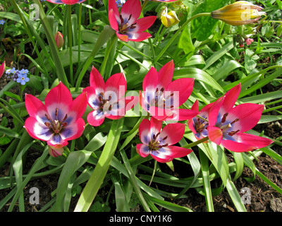 Tulipa petite beauté (Tulipa 'Little Beauty', Tulipa Tulipa, haageri petite beauté petite beauté, Tulipa humilis petite beauté), blooming Banque D'Images