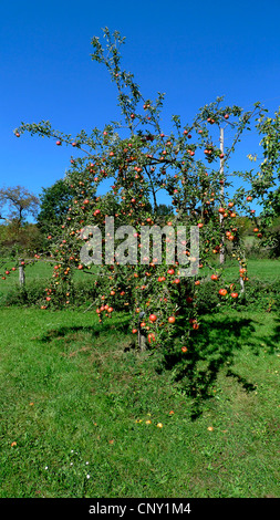 Pommier (Malus domestica), Apple Tree à un pâturage clôture, Allemagne Banque D'Images