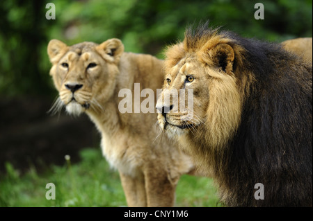 Lion d'Asie (Panthera leo persica), paire Banque D'Images