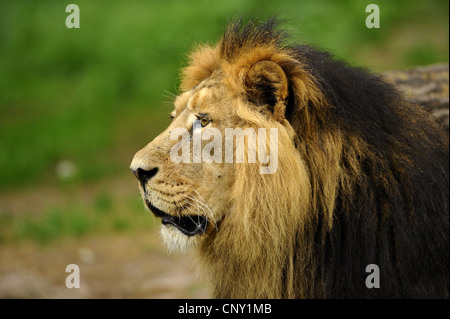 Lion d'Asie (Panthera leo persica), homme Banque D'Images