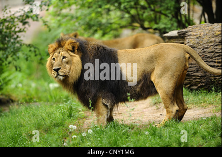 Lion d'Asie (Panthera leo persica), homme Banque D'Images