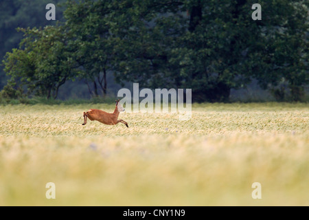 Le chevreuil (Capreolus capreolus), roe buck fuyant à travers un champ, Allemagne, Schleswig-Holstein Banque D'Images