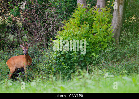 Le chevreuil (Capreolus capreolus), homme à la lisière de la forêt, de l'Allemagne, Schleswig-Holstein Banque D'Images