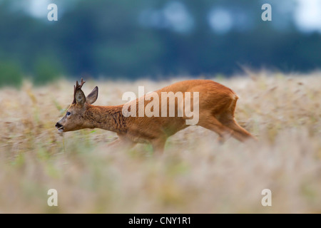 Le chevreuil (Capreolus capreolus), buck marche à travers un champ de maïs, l'Allemagne, Schleswig-Holstein Banque D'Images