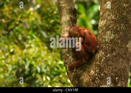 Orang-outan, l'orang-outan, l'orang-outang (Pongo pygmaeus), jeune animal assis sur un arbre, Malaisie, Sabah Banque D'Images