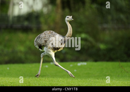 Nandou (Rhea americana), la marche dans le pré Banque D'Images