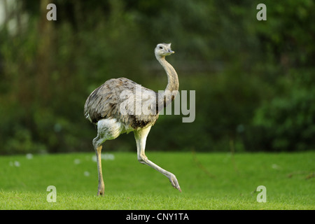 Nandou (Rhea americana), la marche dans le pré Banque D'Images