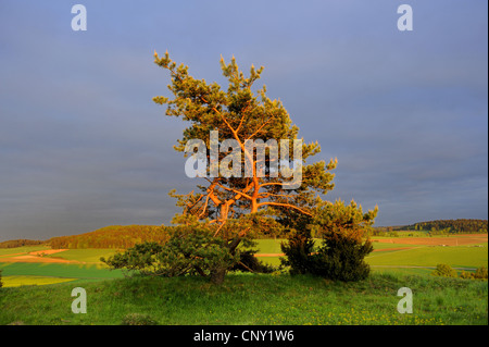 Pin sylvestre, le pin sylvestre (Pinus sylvestris), le pin unique sur une colline dans la lumière du soir, en Allemagne, en Bavière, Haut-Palatinat Banque D'Images