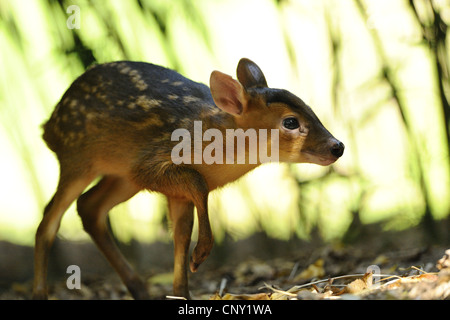 Muntjac chinois, Reeve (Muntiacus reevesi muntjac's), pup Banque D'Images