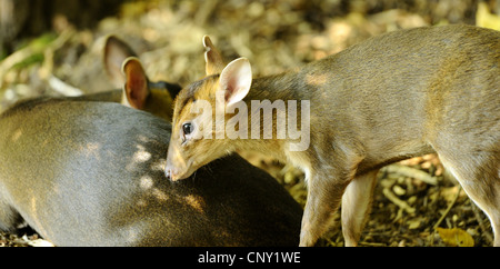 Muntjac chinois, Reeve (Muntiacus reevesi muntjac's), avec pup Banque D'Images