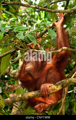 Orang-outan, l'orang-outan, l'orang-outang (Pongo pygmaeus), jeune animal assis sur un arbre, Malaisie, Sabah Banque D'Images