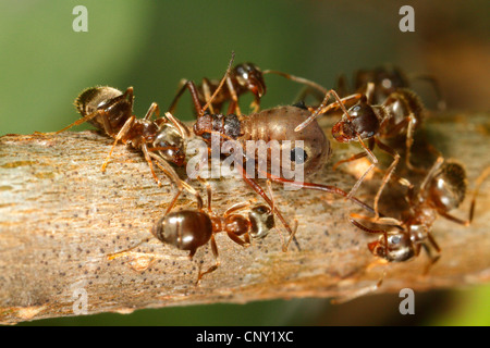 Black ant, fourmi noire, jardin commun (Lasius niger) ant, noir jardin fourmis tendent à Lachnus roboris, Germany Banque D'Images