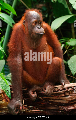 Orang-outan, l'orang-outan, l'orang-outang (Pongo pygmaeus), jeune animal assis sur le bois, la Malaisie, Sabah Banque D'Images