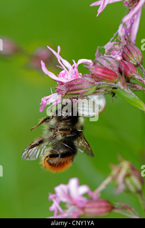 Houghton (Misumena vatia araignée crabe), avec les proies, Bombus lapidarius, Germany Banque D'Images