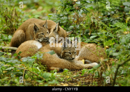 Le lynx eurasien (Lynx lynx), les jeunes des lynx de détente dans le fourré, Allemagne, Hesse Banque D'Images