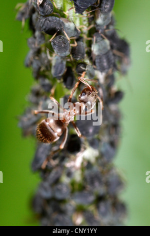 Les simulies, puceron noir de la fève (Aphis fabae), jardin noir (Lasius niger) ant milking puceron noir de la fève (Aphis fabae), l'Allemagne, la Bavière Banque D'Images