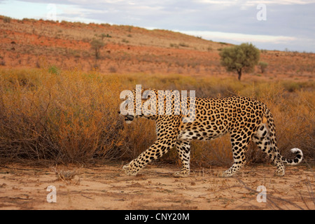 Leopard (Panthera pardus), homme marche dans la savane, l'Afrique du Sud, Northern Cape, le parc transfrontalier Kgalagadi NP, Kalahari Banque D'Images