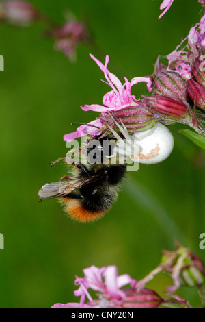 Houghton (Misumena vatia araignée crabe), avec les proies, Bombus lapidarius, Germany Banque D'Images