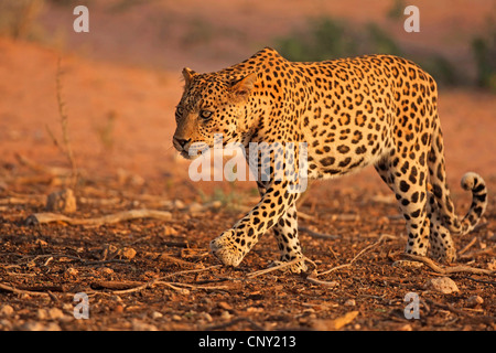 Leopard (Panthera pardus), homme marche dans la savane, l'Afrique du Sud, Northern Cape, le parc transfrontalier Kgalagadi NP, Kalahari Banque D'Images