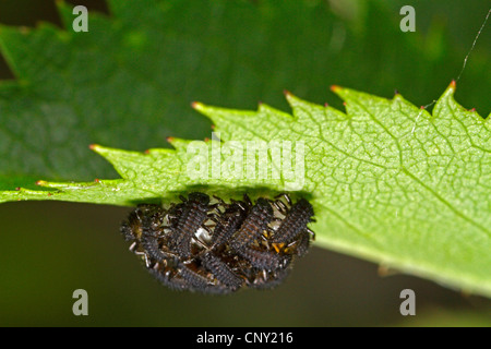 7-spot ladybird, ladybird, sevenspot 7-spot coccinelle (Coccinella septempunctata), juste les larves écloses, Germany Banque D'Images