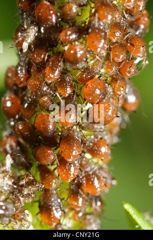 Rhopalosiphum Insertum puceron (sp.), les pucerons pour mineurs à une pousse, l'Allemagne, la Bavière Banque D'Images