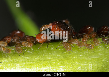 Rhopalosiphum Insertum puceron (sp.), les pucerons sur une pousse donnant naissance à un mineur, l'Allemagne, Bavière, Eckental Banque D'Images