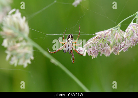 Oakleaf Aculepeira ceropegia (orbweaver), homme d'une netz, Germany Banque D'Images