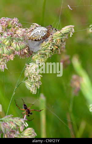 Oakleaf Aculepeira ceropegia (orbweaver), hommes et femmes dans le web, l'Allemagne, la Bavière Banque D'Images