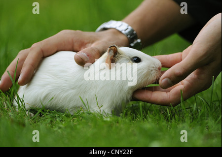 Cobaye domestique (Cavia aperea porcellus. f), cobaye blanc est actionné dans un pré Banque D'Images