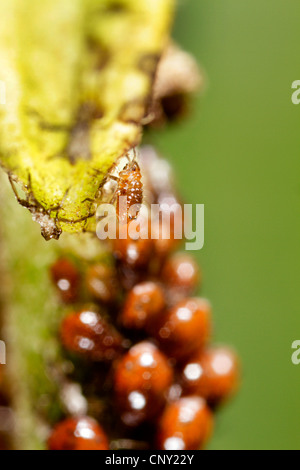 Rhopalosiphum Insertum puceron (sp.), les pucerons pour mineurs à une pousse, l'Allemagne, la Bavière Banque D'Images