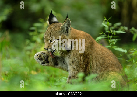 Le lynx (Lynx lynx lynx), le léchage paw, Allemagne, Hesse Banque D'Images