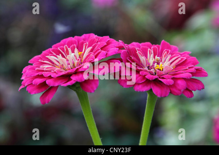 Zinnia, jeunes et vieux, age Zinnia Zinnia commun (spec.), blooming Banque D'Images