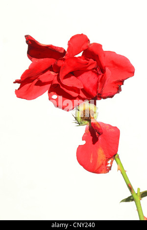 rose flétrie Banque D'Images