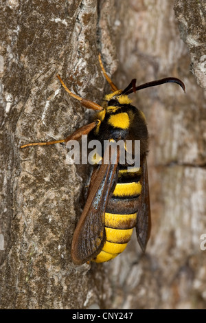 Hornet Moth, Hornet (Sésie Aegeria apiformis Sesia apiformis,), assis à atrre tronc, Allemagne Banque D'Images