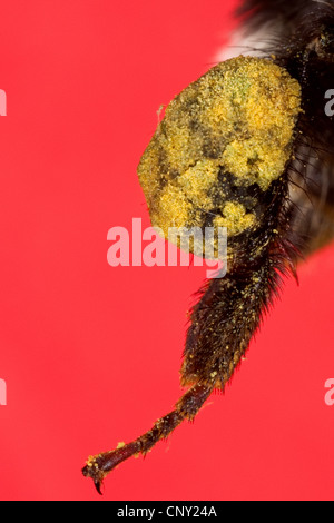 De bourdons (Bombus terrestris oder Bombus lucorum), patte pour la collecte du pollen, Allemagne Banque D'Images