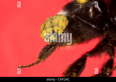 De bourdons (Bombus terrestris oder Bombus lucorum), patte pour la collecte du pollen, Allemagne Banque D'Images